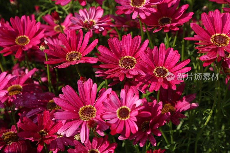 深粉色银堇(三tory Flowers)